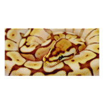 Yellow Ball Python Really Close Up Photo Card Template