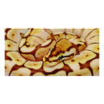 Yellow Ball Python Really Close Up Photo Card Template