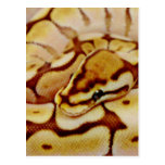 Yellow Ball Python Really Close Up Post Card