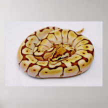 Yellow Ball Python Really Close Up Print