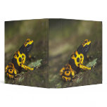 Yellow-banded Poison Dart Frog Dendrobates binders