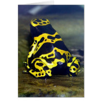 Yellow-banded Poison Frog - Dendrobate leucomelas Greeting Cards