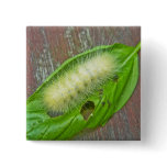 Yellow Bear Caterpillar Virginian Tiger Moth Items Pins