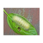 Yellow Bear Caterpillar Virginian Tiger Moth Items Post Card