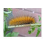 Yellow Bear Caterpillar Virginian Tiger Moth Items Post Card