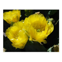 Yellow Beauties Post Card