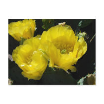 Yellow Beauties postcards by Killlashandra Yellow Beauties postcards