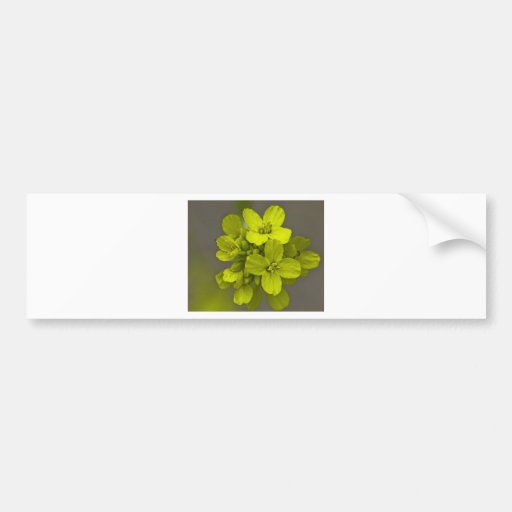 Yellow Beauty Bumper Stickers