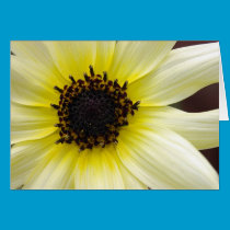 Yellow Beauty cards