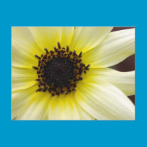 Yellow Beauty Postcard postcards