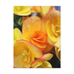 yellow, begonia, flowers, orange, spring, summer,