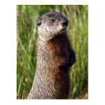 Yellow-Bellied Marmot Gifts Post Card