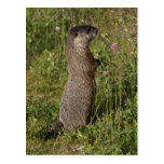 Yellow-Bellied Marmot Gifts Post Card