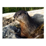 Yellow-Bellied Marmot Gifts Post Cards