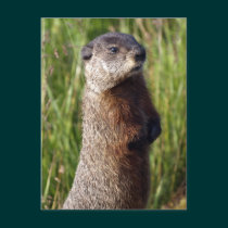 Yellow-Bellied Marmot Gifts postcards