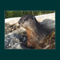 Yellow-Bellied Marmot Gifts postcards