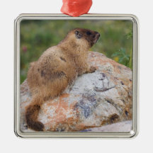 Yellow-bellied Marmot, Marmota flaviventris, Christmas Ornaments