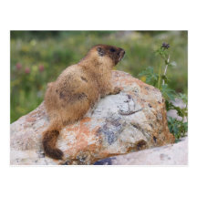 Yellow-bellied Marmot, Marmota flaviventris, Postcards