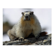 Yellow Bellied Marmot Postcards
