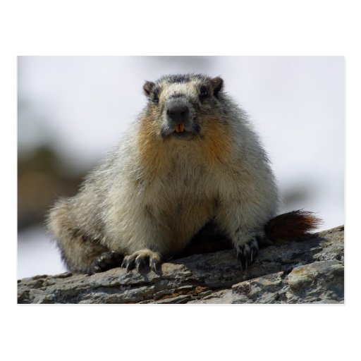 Yellow Bellied Marmot Postcards