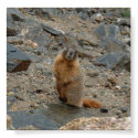 Yellow-Bellied Marmot posters by sparklepony Yellow-Bellied Marmot posters