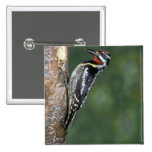Yellow-bellied Sapsucker (male) Buttons