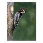 Yellow-bellied Sapsucker (male) Post Card