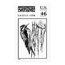Yellow-Bellied Sapsucker  postage