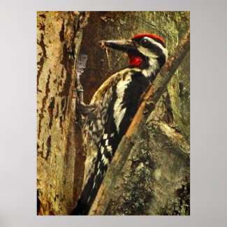 Yellow-bellied Sapsucker