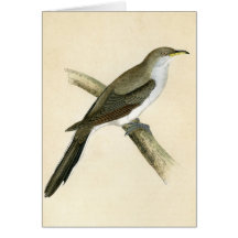Yellow Billed Cuckoo Greeting Cards
