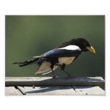 Yellow Billed Magpie Art Photo