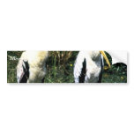 Yellow-billed Storks