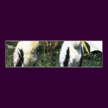 Yellow-billed Storks