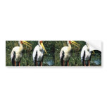 Yellow-billed Storks