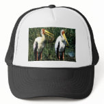Yellow-billed Storks