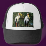 Yellow-billed Storks