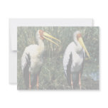 Yellow-billed Storks