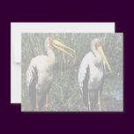Yellow-billed Storks