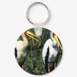 Yellow-billed Storks