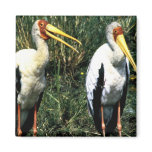 Yellow-billed Storks