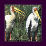 Yellow-billed Storks