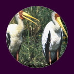 Yellow-billed Storks