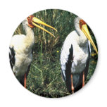 Yellow-billed Storks