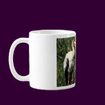 Yellow-billed Storks