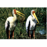 Yellow-billed Storks