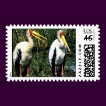 Yellow-billed Storks