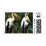 Yellow-billed Storks