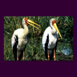 Yellow-billed Storks
