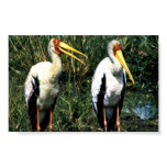 Yellow-billed Storks