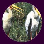 Yellow-billed Storks